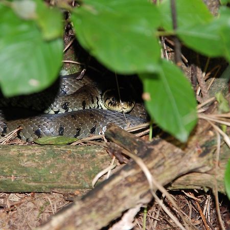 De Priesnitzhoeve Laag-Soeren Exteriér fotografie
